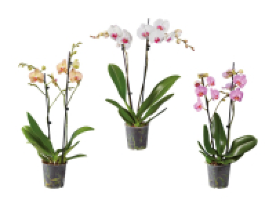 Lidl  Phalaenopsis 2-Stieler