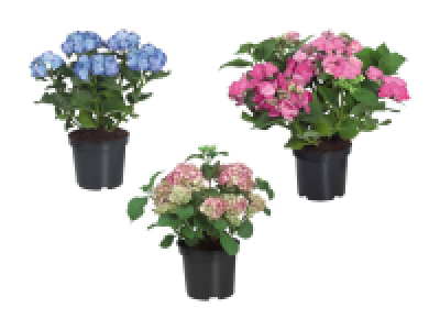 Gartenhortensien