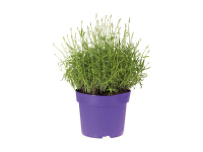 Lavendel Solitär