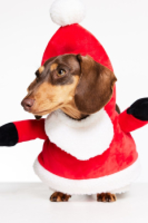 HM  Weihnachtliches Hundekostüm