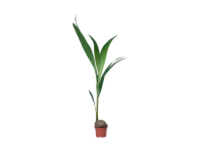 Kokospalme