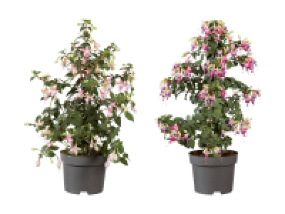 Fuchsien