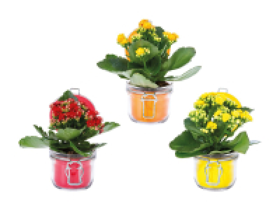 Kalanchoe im Glas