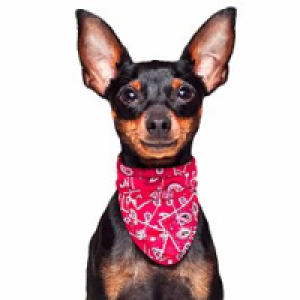 Qualipet  Aqua Coolkeeper Cooling Pet Bandana Kühlendes Bandana Red Western