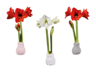 Amaryllis in Stoffsocken Fashion Cozy