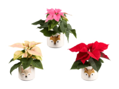 Mini Weihnachtsstern in Motivkeramik